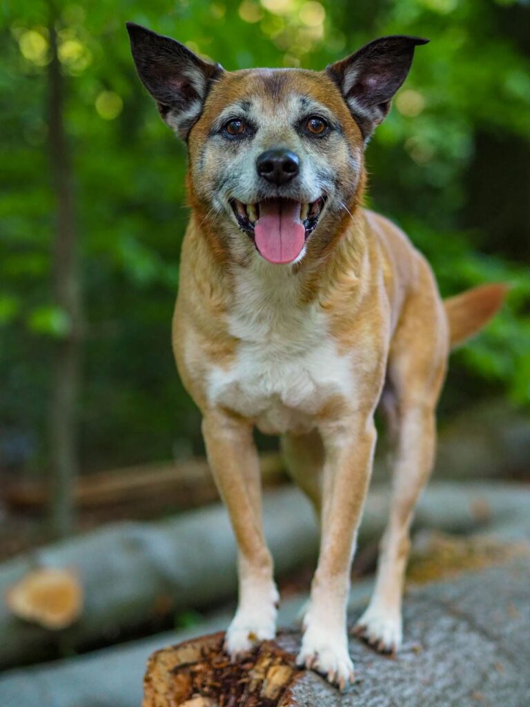 Mischling steht auf einem Baumstamm und lächelt in die Kamera