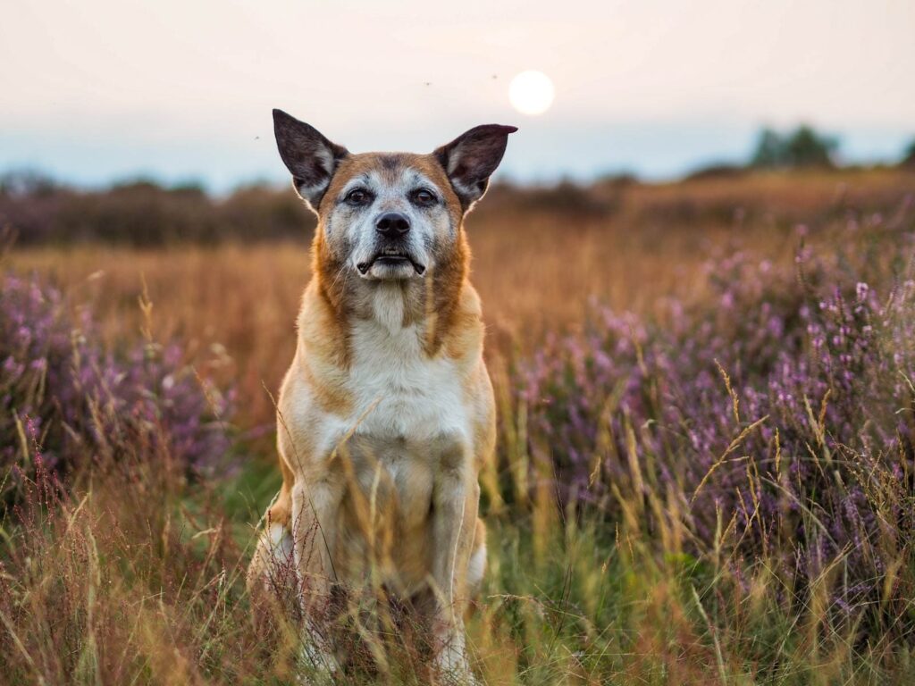 Hund in der Heide fotografiert bei Sonnenuntergang